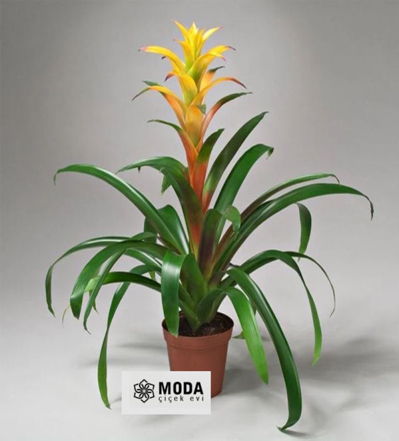 Sarı Guzmania Çiçeği