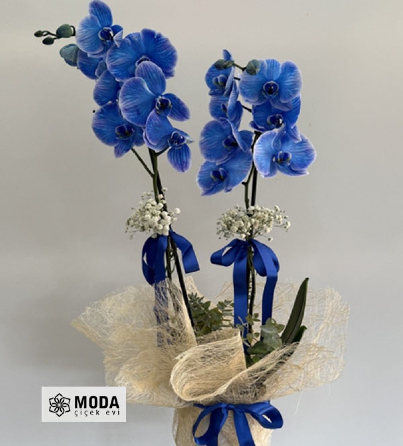 Çift Dal Mavi Orkide